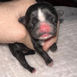 Black male - Black male Shih Tzu puppy in Phillipsburg, New Jersey from Debilyn’s Shih Tzu’s