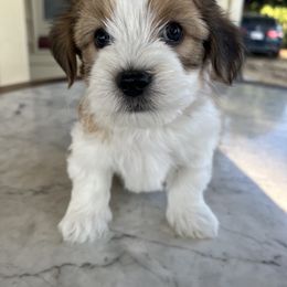 Max - Fawn male Companion Cross puppy in Lodi, California from V & V Kennels
