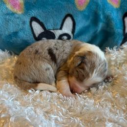 Jasper - Red merle male Aussiedoodle puppy in Kensington, Ohio from Hickory Hideaway Doodles