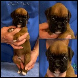 Black - Fawn male Boxer puppy in Butler, Pennsylvania from Schaible's Boxer Huddle