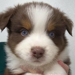 Uncle Dan - Red tri male Miniature Australian Shepherd puppy in Midway, Texas from L Bar W Aussie Ranch