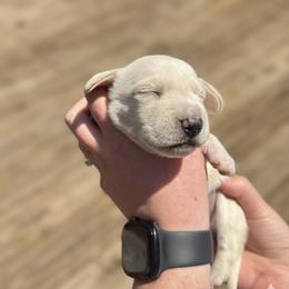 Dachshund Puppies from Crowder Doxies