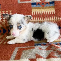 Blue Merle Male 3 - Blue merle and white male American Corgi puppy in Okeechobee, Florida from HotShot Kennels