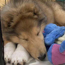 Collies from Covenant Collies