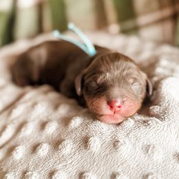 Grizzly - Chocolate male Cavapoo puppy in Idaho Falls, Idaho from Freckle Paw Family