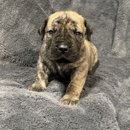 Hot Pink - Brindle female Boerboel puppy in Manitowoc, Wisconsin from Mae Boerboel