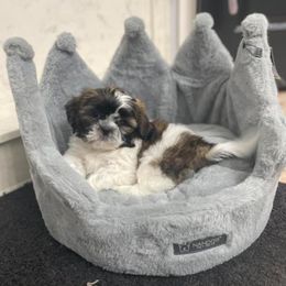 Shih Tzu Puppies from Grandma Ts Precious Puppies