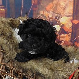 SCOUT (Jingle) - Black and white male Havanese puppy in Salt Lake City, Utah from Steal Your Heart Havanese