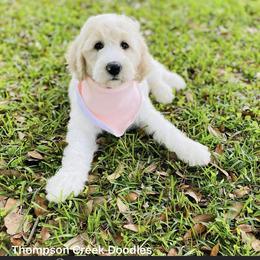 Goldendoodle Puppies from Thompson Creek Doodles