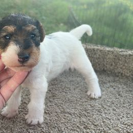 Wire Fox Terrier Puppies from Syrayed Farm
