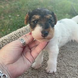 Wire Fox Terrier Puppies from Syrayed Farm