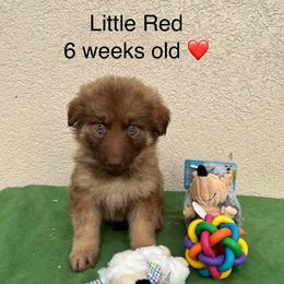 Red Collar Girl - Sable female German Shepherd puppy in Columbus, Mississippi from Olde Wolfe German Shepherds