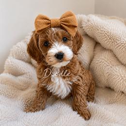 Junie - Red  female Goldendoodle puppy in Gilbert, Arizona from Doodle Bliss