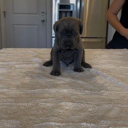 Boy 3 - Gray brindle male Cane Corso puppy in Tremonton, Utah from Westland Kennels