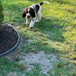 English Springer Spaniel Puppies from Sara's English Springer Spaniels