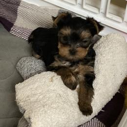 Crimson - Black and gold female Yorkshire Terrier puppy in Owensville, Indiana from Endeavor Yorkshire Terriers