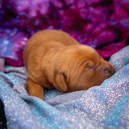 Golden Retriever Puppies from Earley Goldens