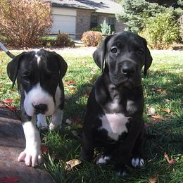 Great Dane Puppies from Glacier Danes