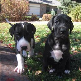 Great Dane Puppies from Glacier Danes
