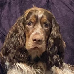 Nelli - English Springer Spaniel