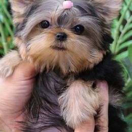 Yorkshire Terriers from Sparkle of Glamour Yorkies