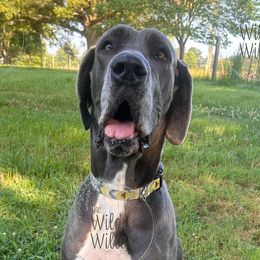 Great Danes from Wild Willow Danes