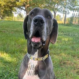 Great Danes from Wild Willow Danes