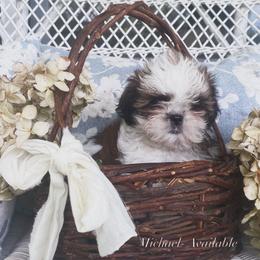 Michael - Brindle and white male Shih Tzu puppy in Jasper, Georgia from Tiny Bubbles Shih Tzus