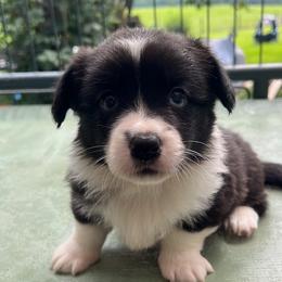 Raven - Black and white female Cardigan Welsh Corgi puppy in Pilot, Virginia from Castle KC  (Katie's Corgis)  - VKM Farmstead