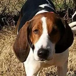 Hope - Treeing Walker Coonhound