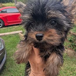 Pebbles - Black and tan female Yorkshire Terrier puppy in Gaylesville, Alabama from Sweet Alabama Yorkies