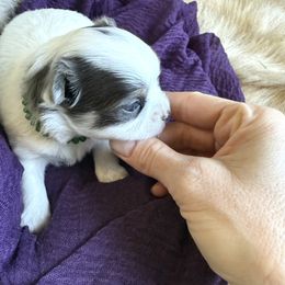 Chihuahua Puppies from Home of Tiny Chihuahuas