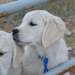 Golden Retriever and Jack Russell Terrier Puppies from VS Golden Fields