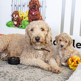 Cally - Goldendoodle