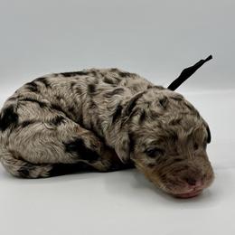 Crew - Blue merle male Bernedoodle puppy in Pulaski, Tennessee from Doodle My Heart