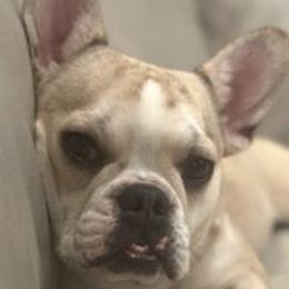 Adrian - Companion Cross