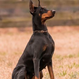 Doberman Pinschers from Treasure Seeker Dobermans