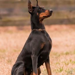 Doberman Pinschers from Treasure Seeker Dobermans