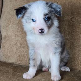Riddikulus - Blue merle male Border Collie puppy in Chicora, Pennsylvania from Riverwood