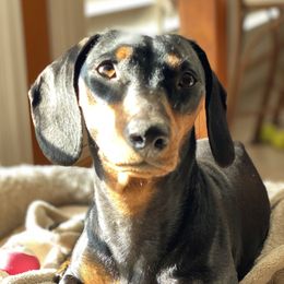 Lumpia - Dachshund