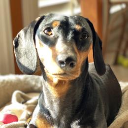 Lumpia - Dachshund