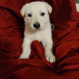 German Shepherd Puppies from Arctic Argonauts