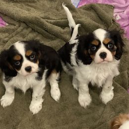 Cavalier King Charles Spaniel Puppies from Ridgefield Cavaliers