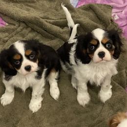 Cavalier King Charles Spaniel Puppies from Ridgefield Cavaliers