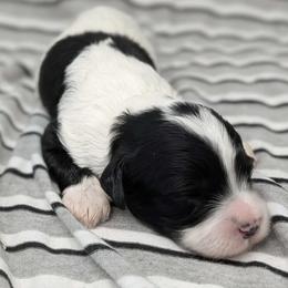 Stratus - Black and white male Cavapoo puppy in Salem, New Jersey from Dreamy Night Doodles