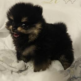 Pomeranian Puppies from Silver’s Reigning Heir Poms