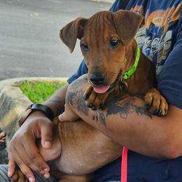 Snowflake Girl natural ears. Docked. - Red female German Pinscher puppy in Chatham, Virginia from WMHK9/Roolyn German Pinschers