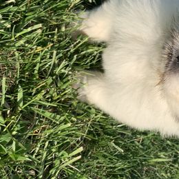Great Pyrenees Puppies from Wells' Providence Pyrenees