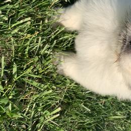 Great Pyrenees Puppies from Wells' Providence Pyrenees
