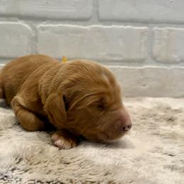 Yellow Collar Boy - Red  male Goldendoodle puppy in San Augustine, Texas from Vintage Doodles